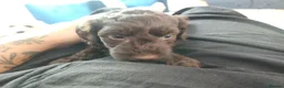 Mixed Breed dogs for sale: Multipoo X Miniature Schnauzer beautiful pups - Advert 18