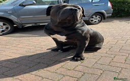 Boerboel dogs for stud: Pure Boerboel up for stud - Image 7