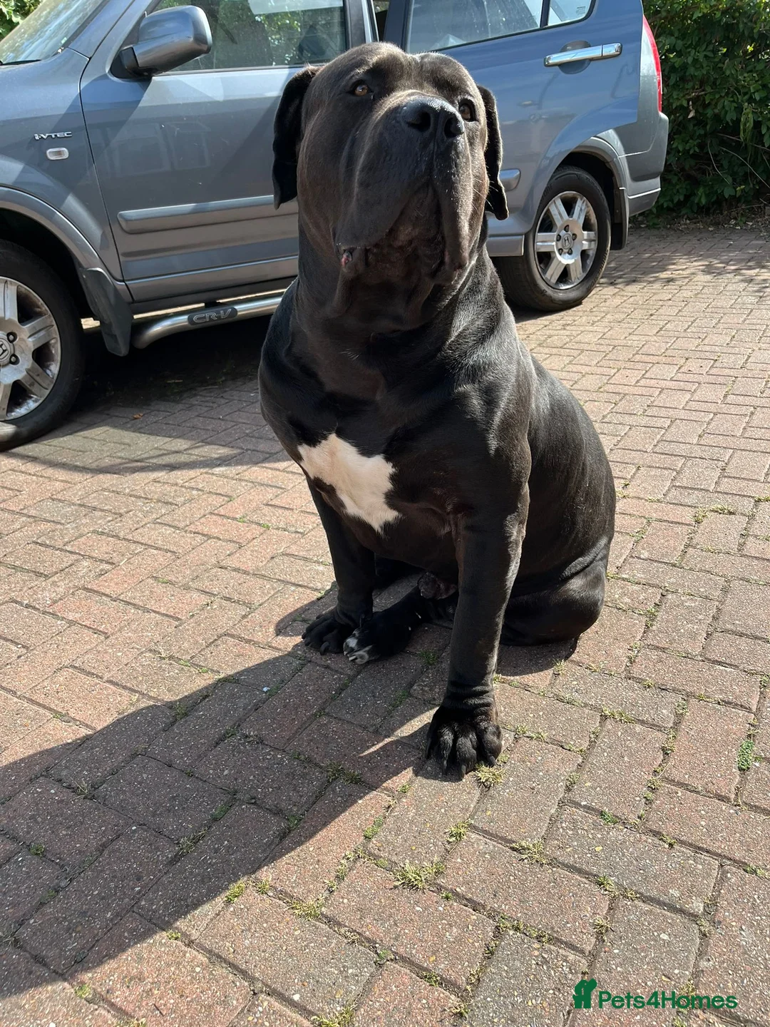 Boerboel dogs for stud: Pure Boerboel up for stud - Advert 7