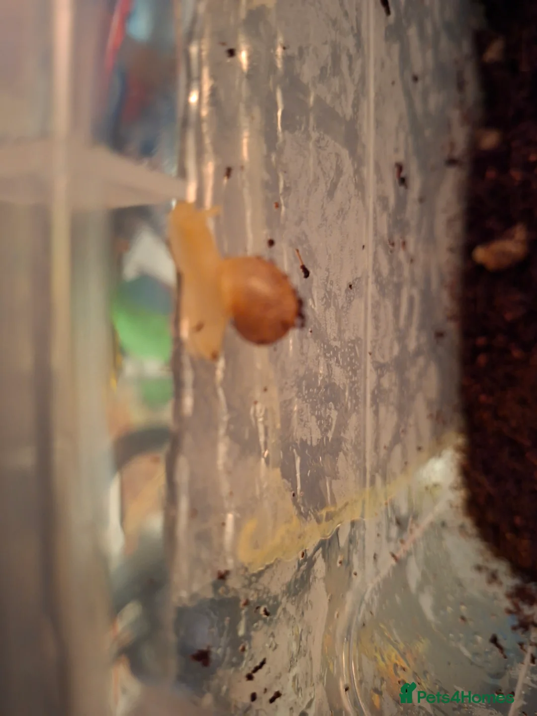Mixed Breed reptiles for sale: Baby giant African land snail - Advert 2