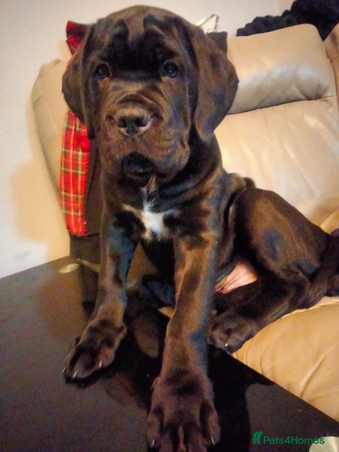 Cane Corso dogs for sale: Cane Corso XL Boy 22/12/2025 - Advert 17