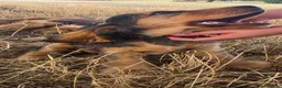 Cocker Spaniel dogs for sale: Cocker Spaniel KC Registered  - Advert 18