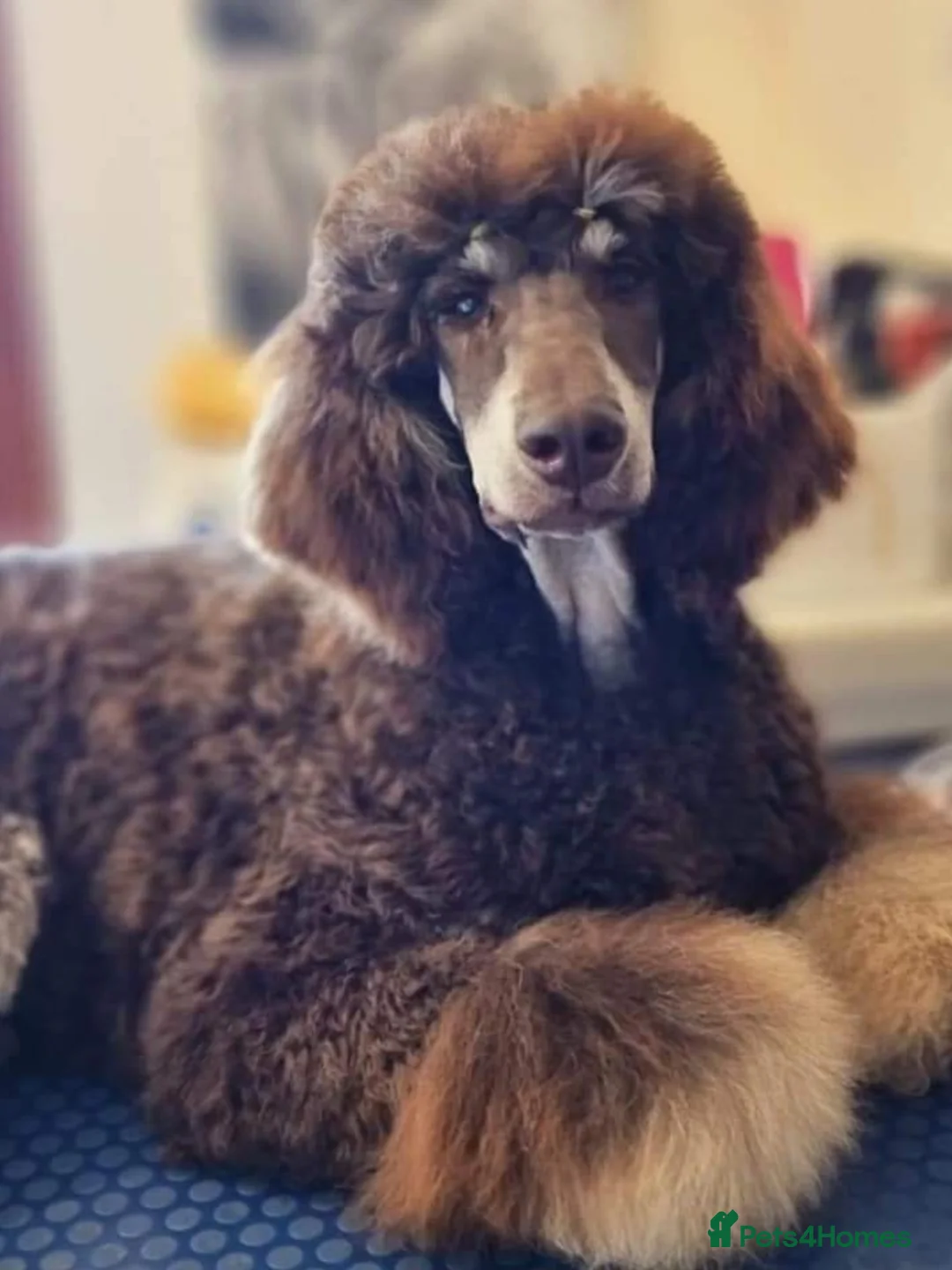 Poodle dogs for stud: Exceptional Health Tested Poodle Studs in Aberdeen - Advert 5