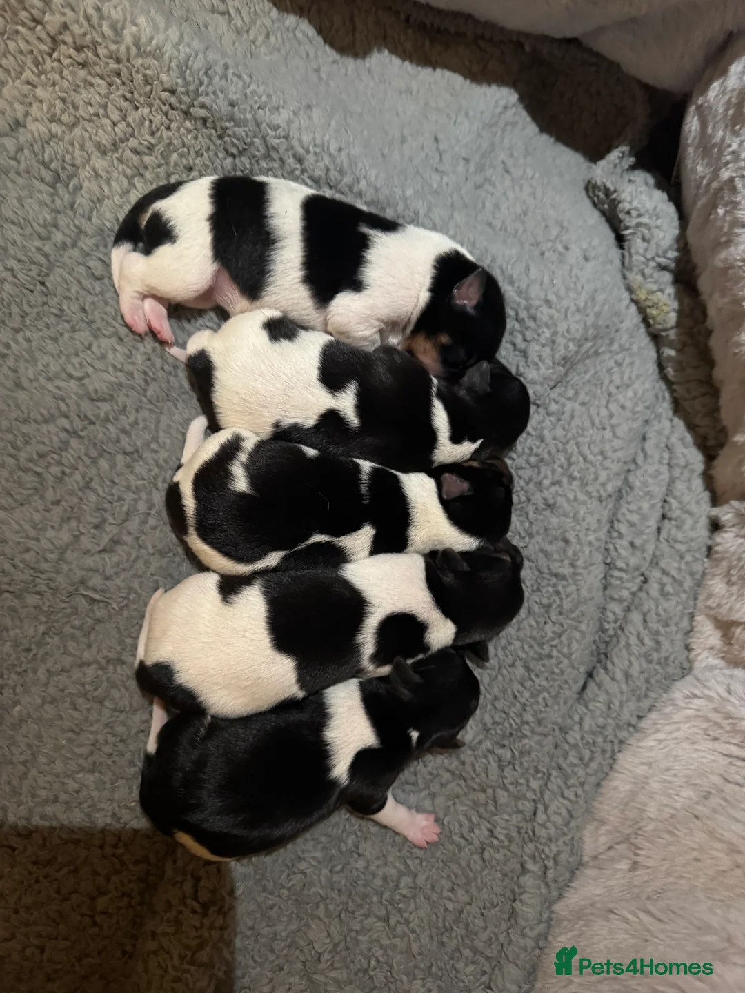 Jack Russell dogs for sale: 🌟Tri-coloured Mini Jack Russells🌟 - Advert 9