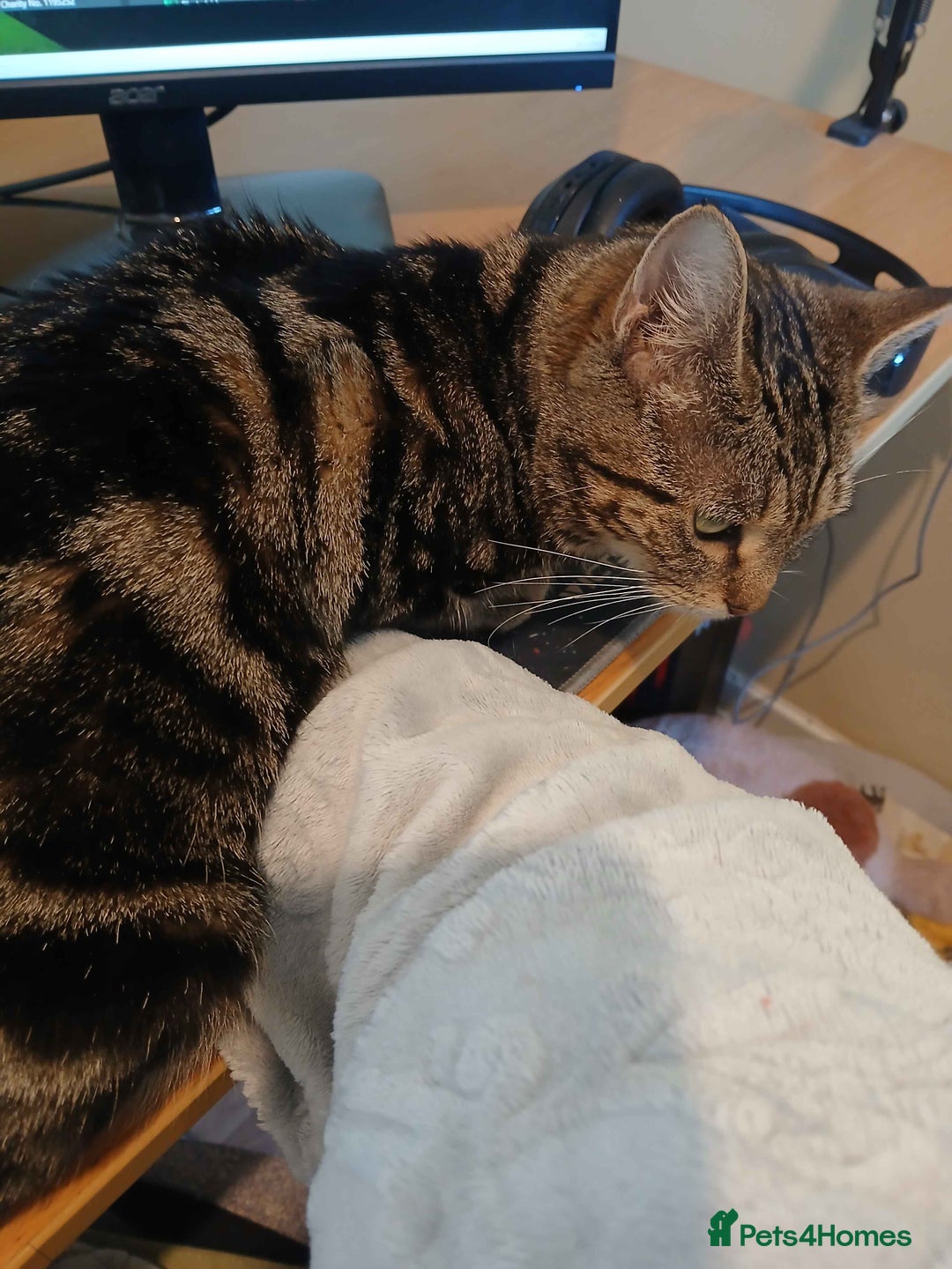 Domestic Shorthair cats for adoption: ADOPTION: Mischief - Advert 3