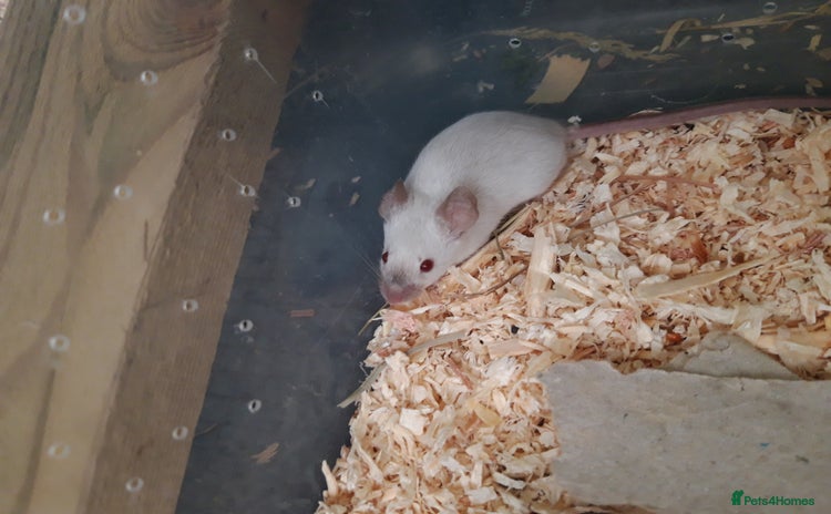 Mouse rodents in Manchester - Advert 11