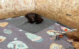 Cocker Spaniel dogs for sale: 🏆 KC Reg Working Cocker Spaniels – FTCH Line 🐾 - Image 26