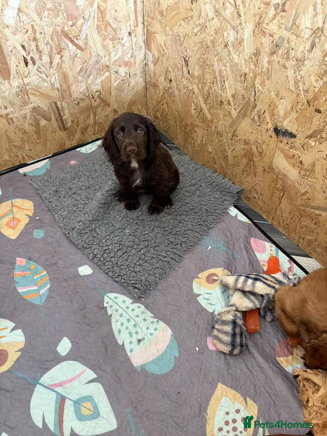 Cocker Spaniel dogs for sale: 🏆 KC Reg Working Cocker Spaniels – FTCH Line 🐾 - Image 26