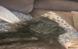 Shihpoo dogs for sale: Cuddly Male Shihpoo 3 years old - Image 3