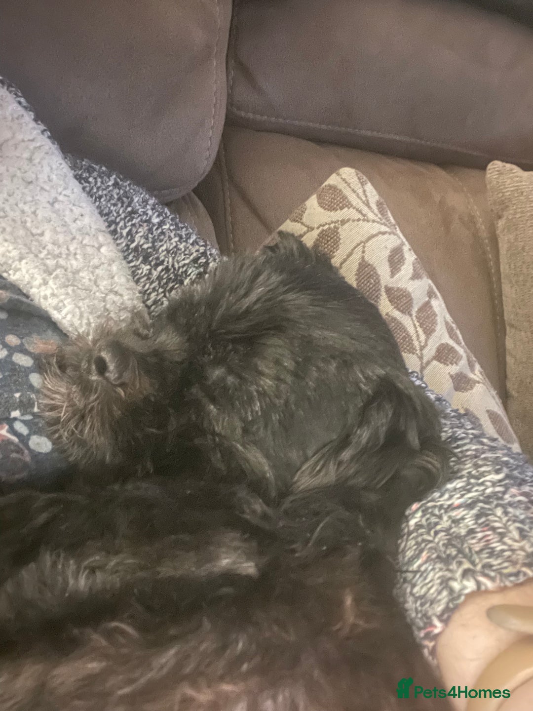 Shihpoo dogs for sale: Cuddly Male Shihpoo 3 years old - Image 3