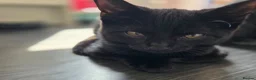 Mixed Breed cats for sale: Two female black kittens for sale in Littlehampton - Advert 9