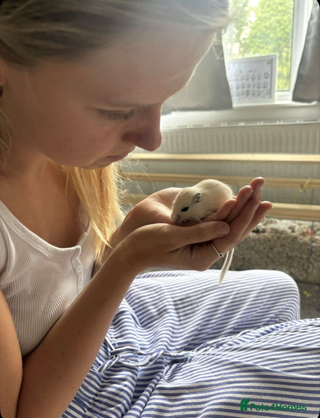 Gerbil rodents for sale: 10 Gerbils for sale to good homes  - Advert 3