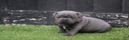 Staffordshire Bull Terrier dogs for stud: THE ONLY VALGLO STUD- VALGLO TOP GUN -BLUE CARRIER in Dudley - Advert 24