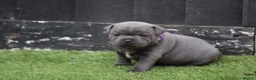 Staffordshire Bull Terrier dogs for stud: THE ONLY VALGLO STUD- VALGLO TOP GUN -BLUE CARRIER in Dudley - Advert 24