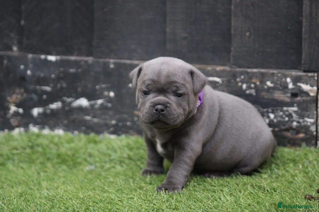 Staffordshire Bull Terrier dogs for stud: THE ONLY VALGLO STUD- VALGLO TOP GUN -BLUE CARRIER in Dudley - Advert 24