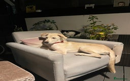 Mixed Breed dogs for sale: Husky and Labrador mix breed (Haskador) - Image 9