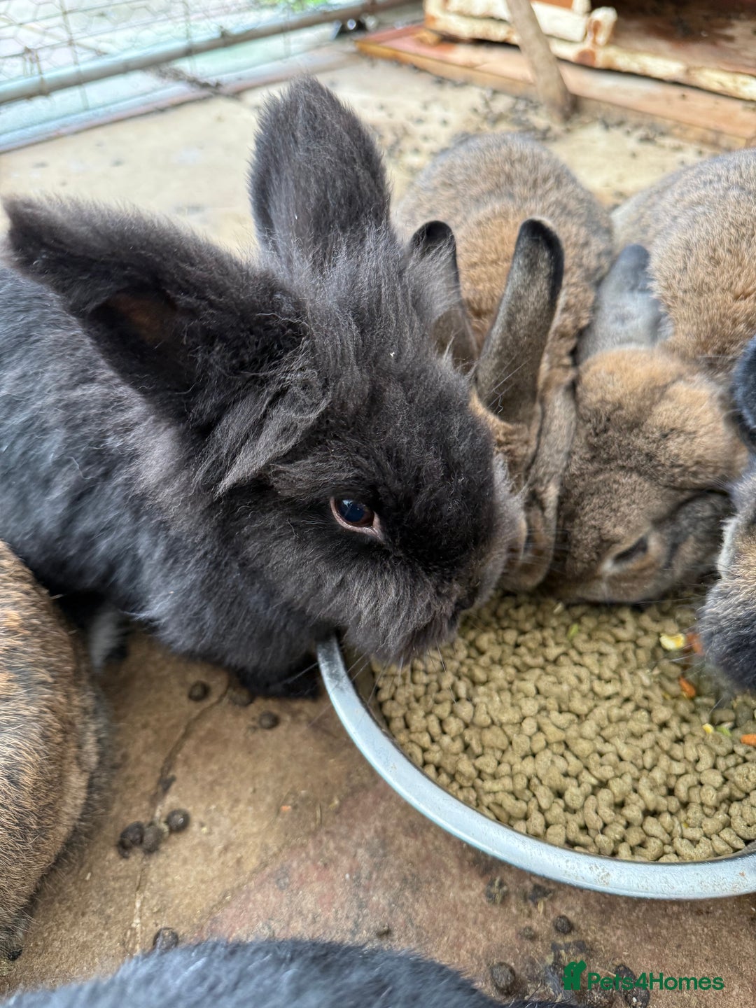 Mixed Breed rabbits for sale: Rabbits  - Advert 6