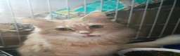 Maine Coon cats for sale: maine coon cross in Tiverton - Advert 9