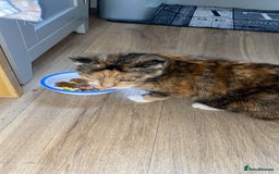 Domestic Shorthair cats for sale: Beautiful Tortoishell Cat - Image 1