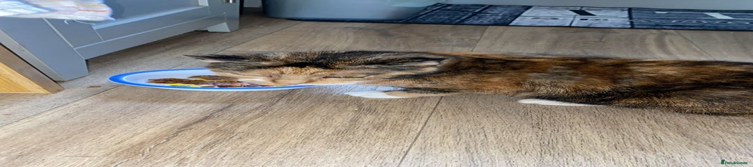 Domestic Shorthair Cat