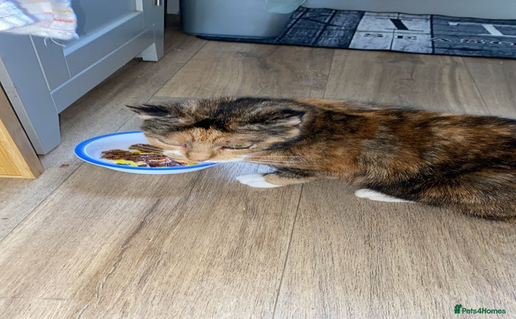 Domestic Shorthair cats - Advert 1