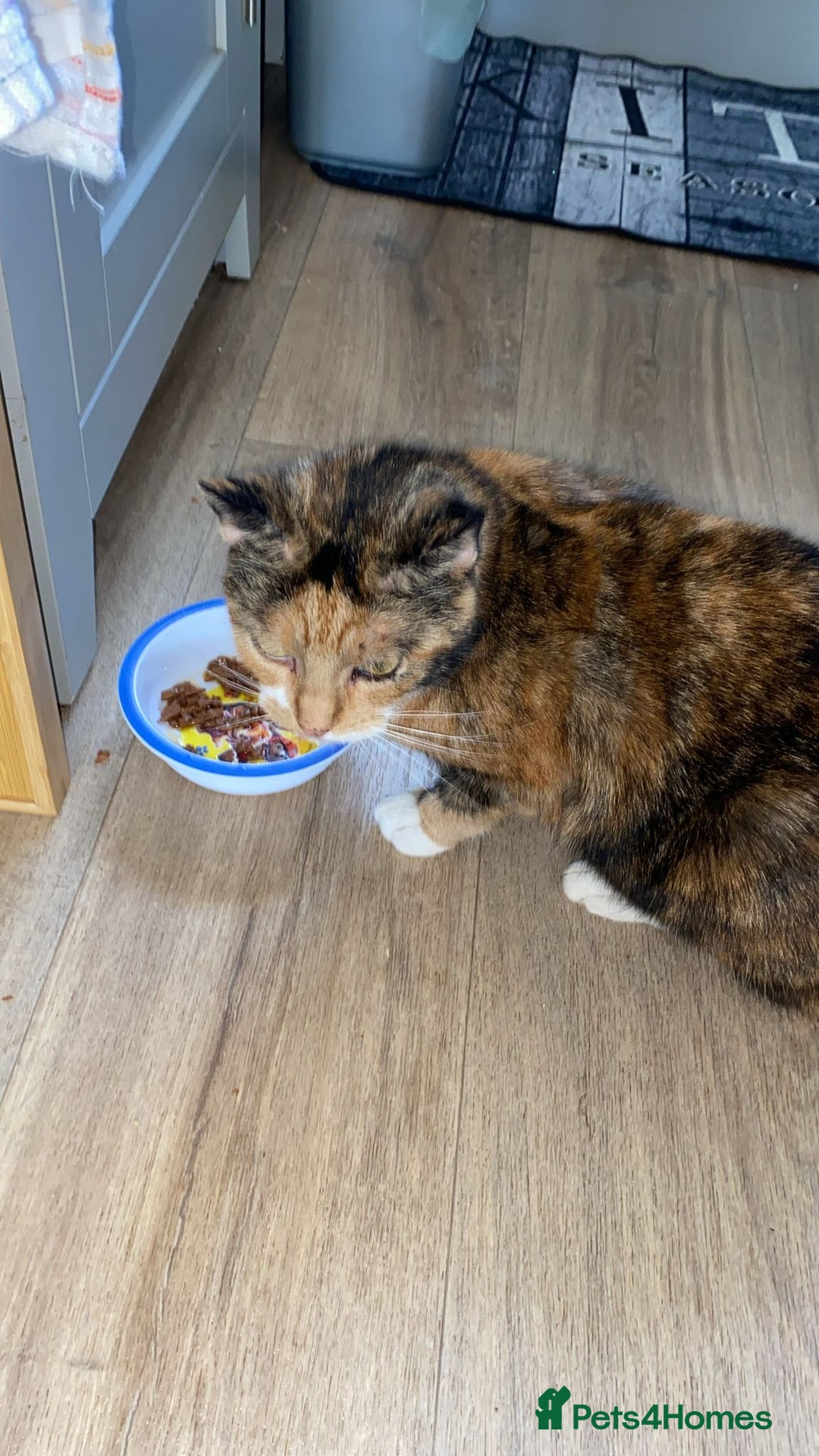 Domestic Shorthair cats for sale: Beautiful Tortoishell Cat - Image 1