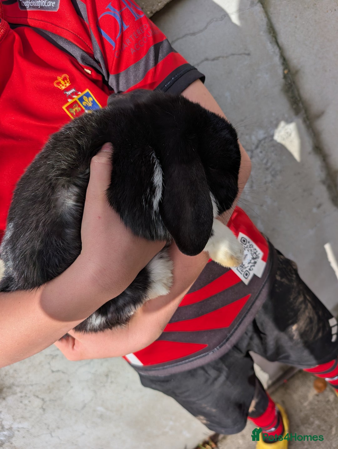 Mini Lop rabbits for sale: Rabbits for sale with everything  - Advert 3