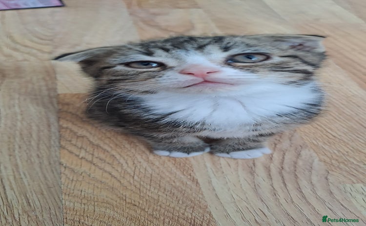 Scottish Fold cats in Hayes - Advert 8