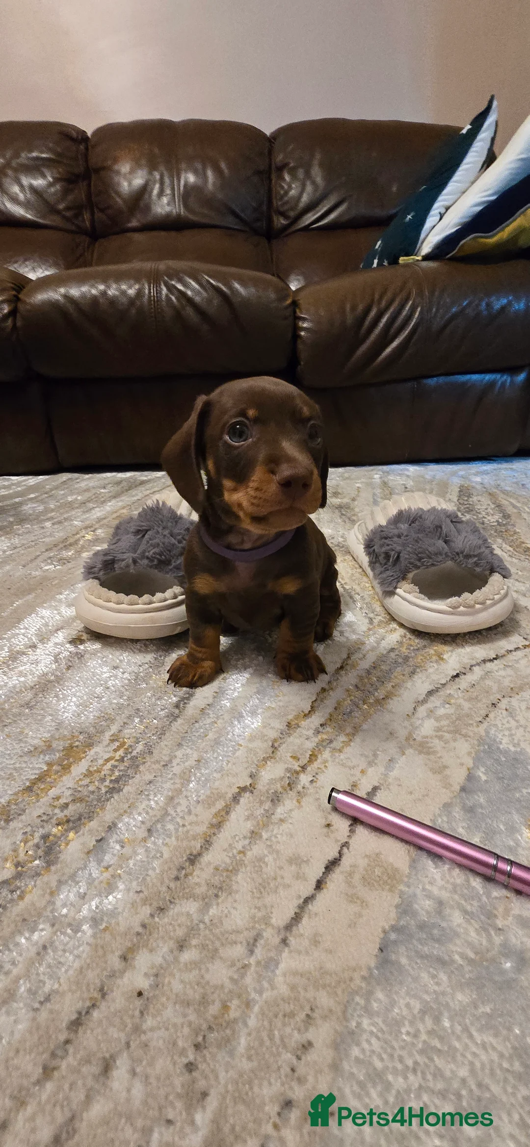 Miniature Dachshund dogs for sale: KC registered miniature Dachshund 🐶  - Advert 24