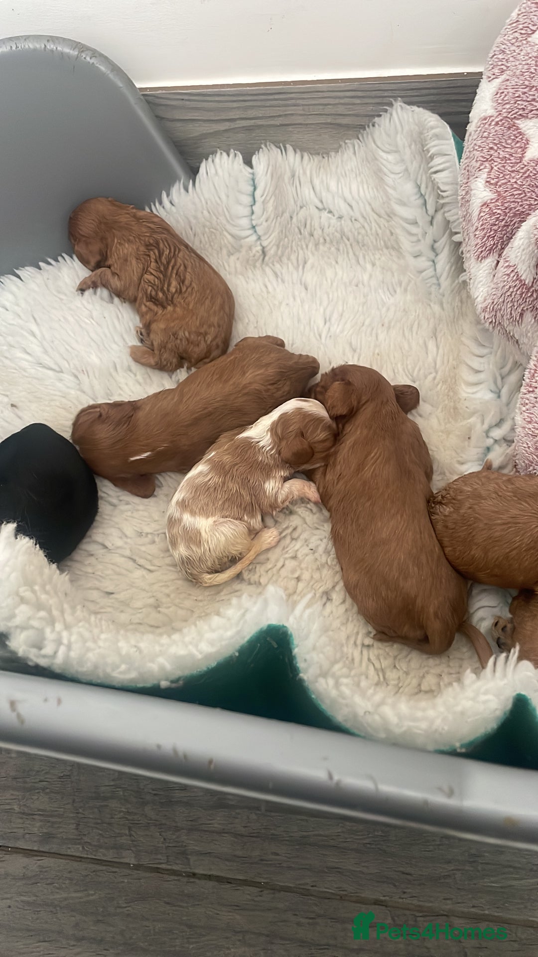 Cavalier King Charles Spaniel dogs for sale: 7 adorable male cavaliers  - Image 2