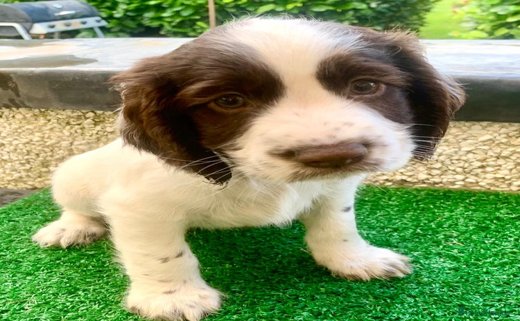 Cocker Spaniel dogs - Advert 12