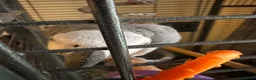 Parrots birds for sale: Female Congo African grey talking parrot  - Advert 3