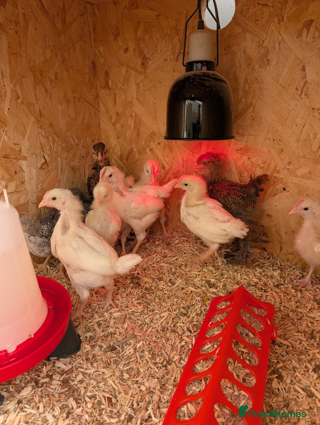 Chickens poultry for sale: Chicks - Image 21