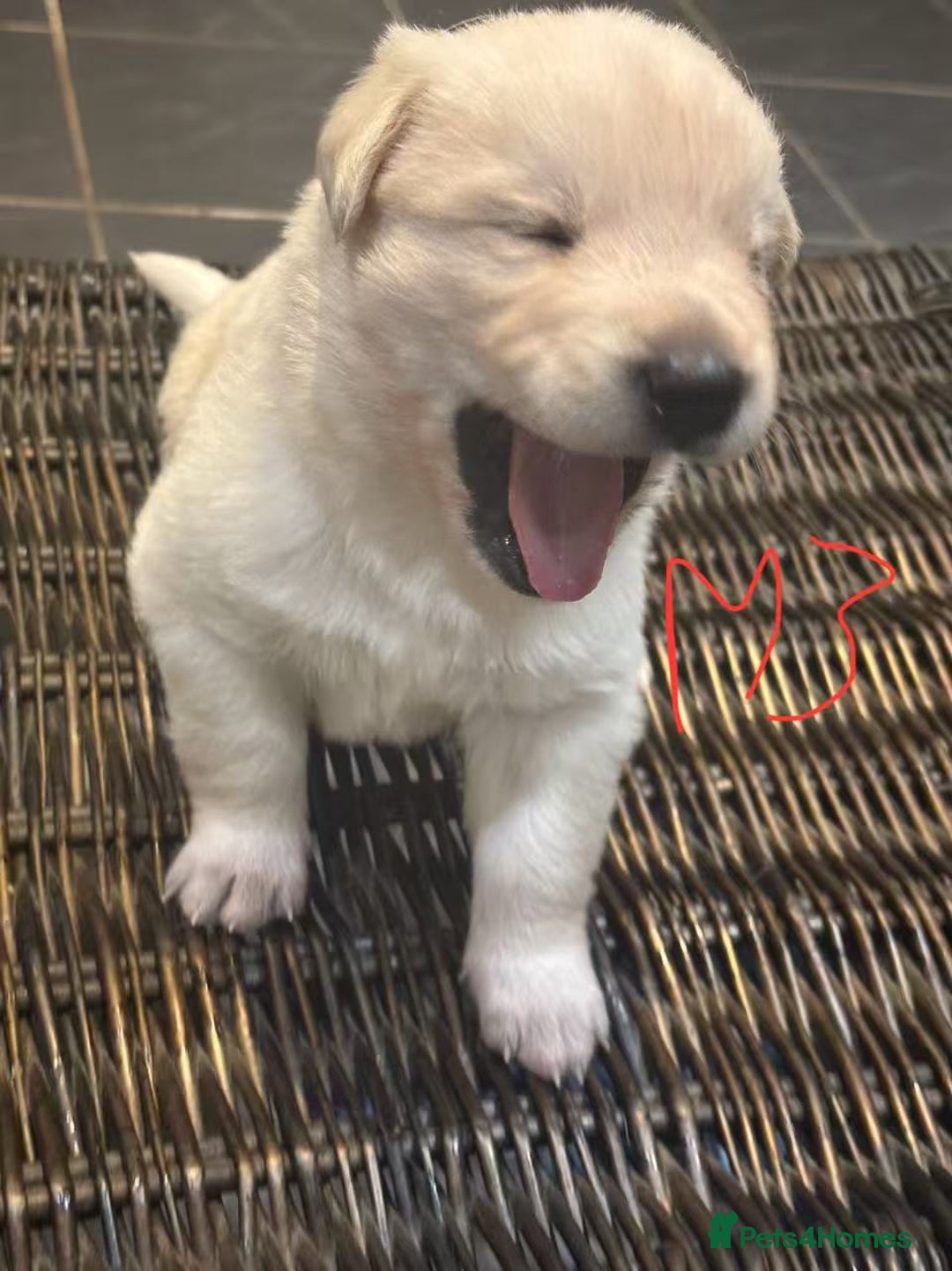 Mixed Breed dogs for sale: puppies for sale - Advert 7