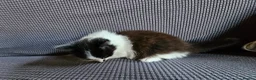 Mixed Breed cats for sale: Kittens available  in Bradford - Advert 9
