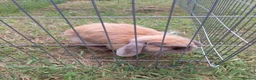 Mini Lop rabbits for sale: Female year old  - Advert 2