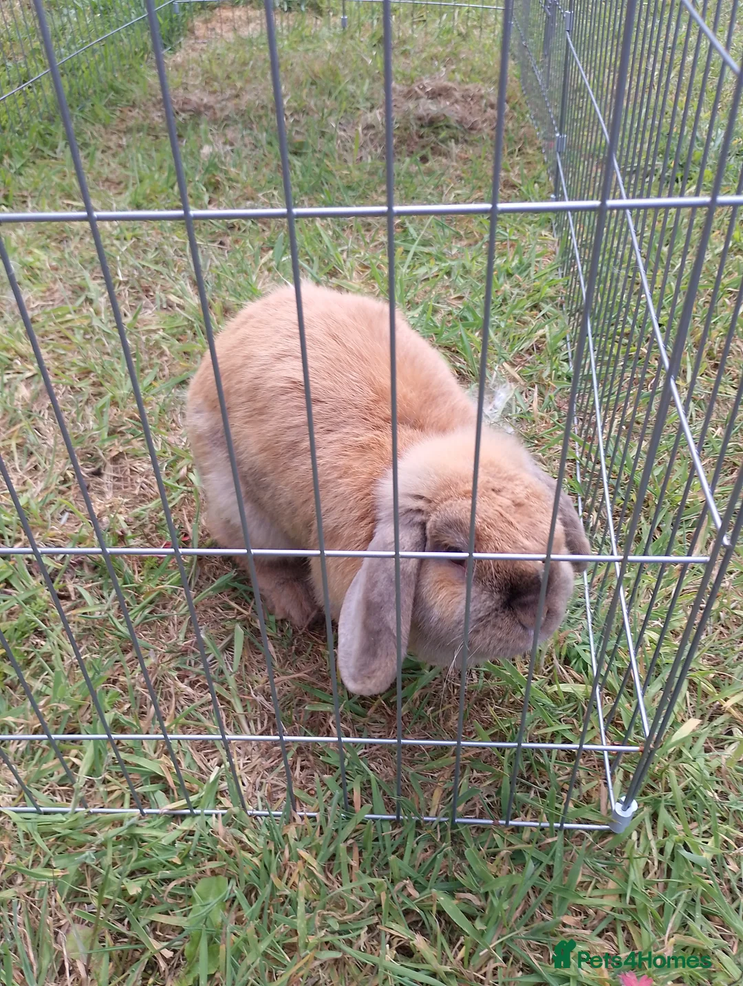 Mini Lop rabbits for sale: Female year old  - Advert 2