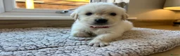 Golden Retriever dogs for sale: Gorgeous golden retriever pups - Advert 38