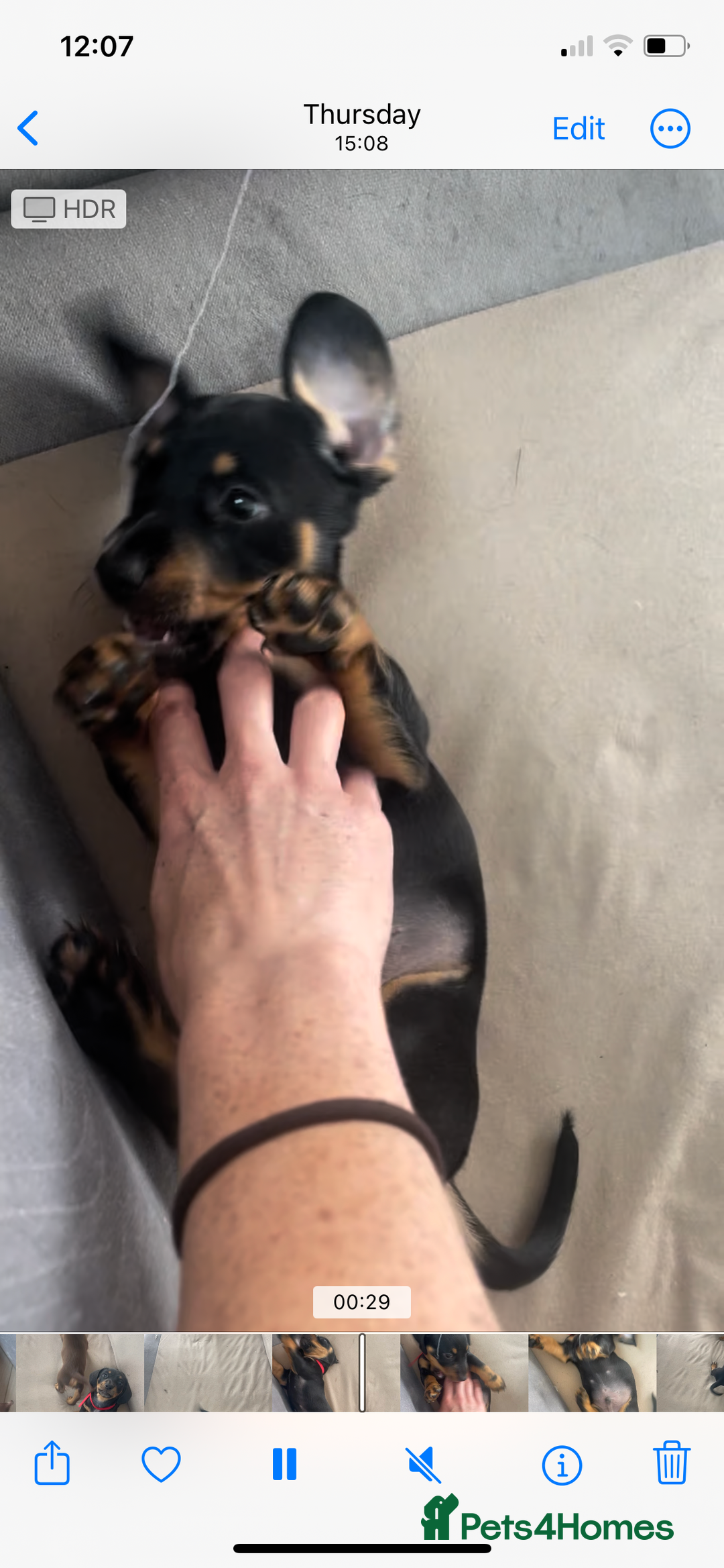 Miniature Dachshund dogs for sale: Ready for new homes Mini Dachshund  - Image 28