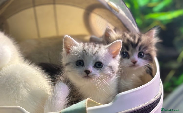 Munchkin cats Full Pedigree Munchkin Kittens  - Advert 5