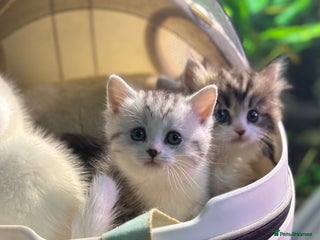 Munchkin cats Full Pedigree Munchkin Kittens - Advert 1