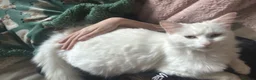 Mixed Breed cats for sale: two odd eyed pure white kittens  in Barry - Advert 5