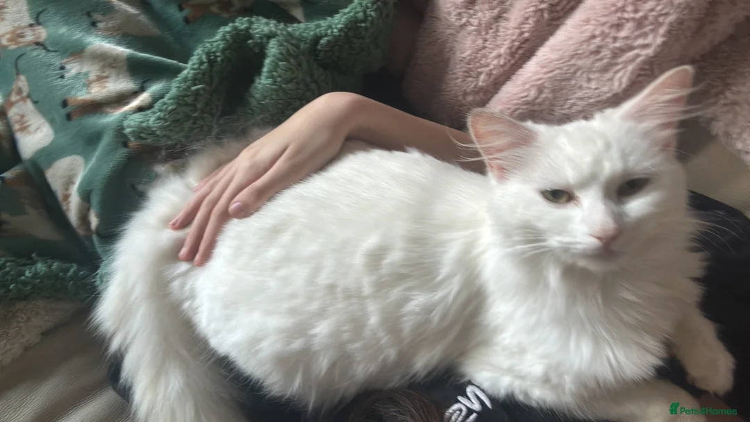 Mixed Breed cats for sale: two odd eyed pure white kittens  in Barry - Advert 5
