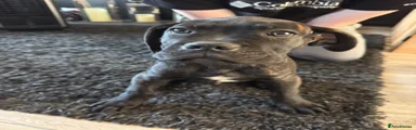Cane Corso 6 Thunder (light blue collar)