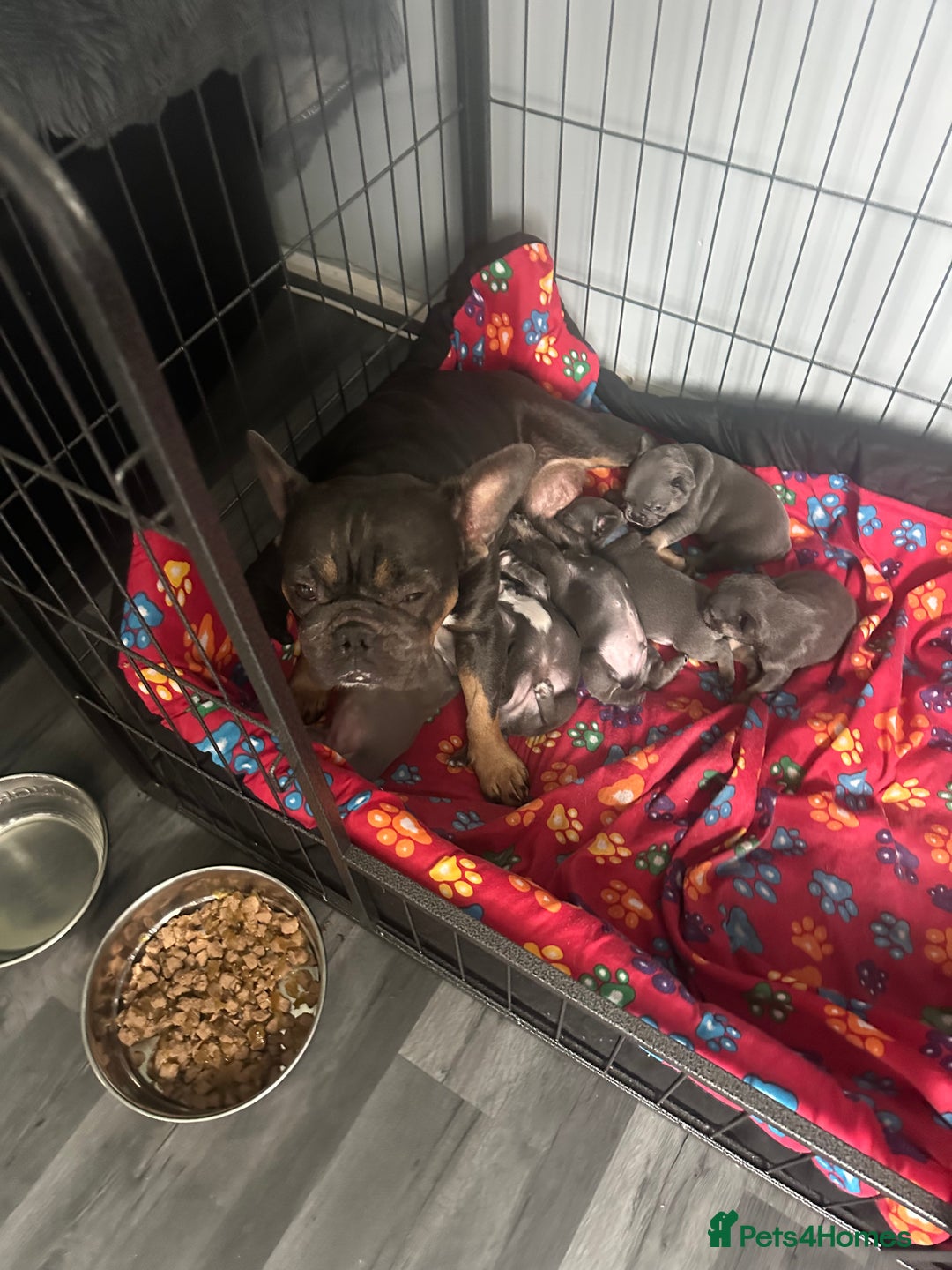 French Bulldog dogs for sale: french bulldog puppies  - Image 8