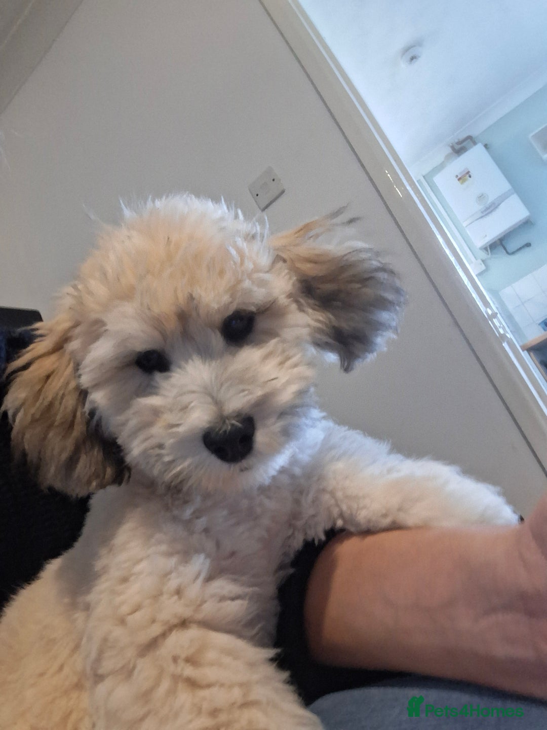 Lhasapoo dogs for sale: Lhasapoo  - Image 2