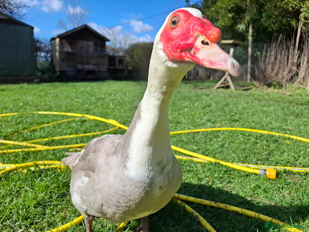 Ducks poultry for sale: Unrelated breeding pairs of Muscovy ducks - Advert 1
