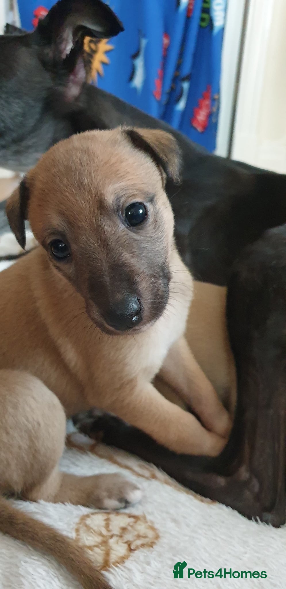 Whippet dogs RKC Quality Registered Fawn Male Whippet Puppies  - Advert 2