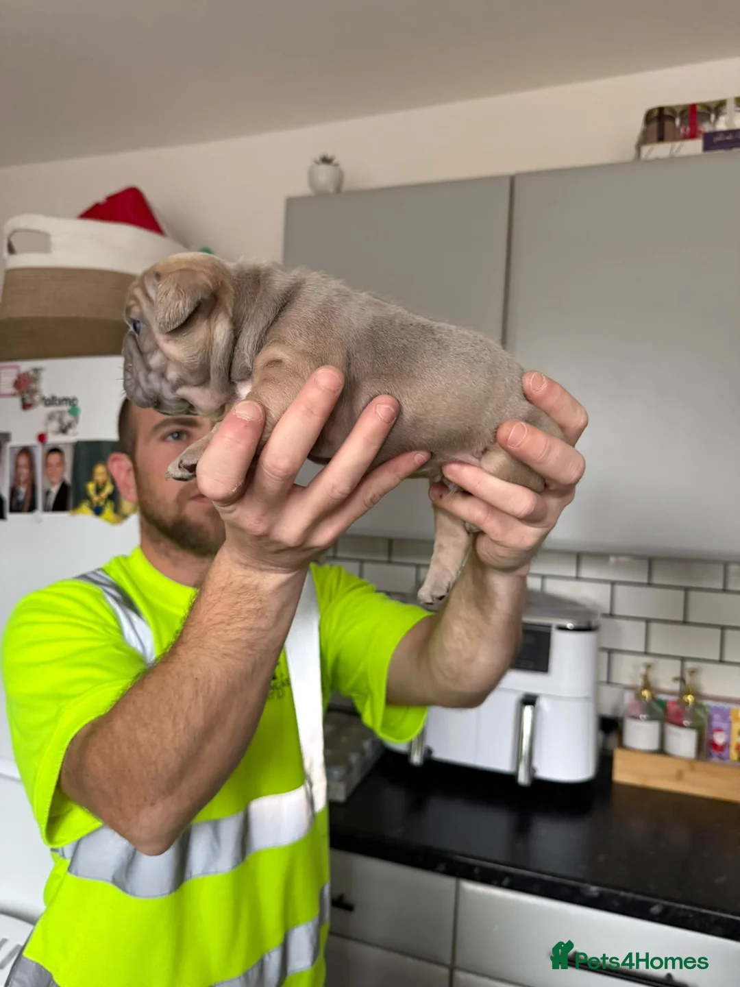 French Bulldog dogs for sale: French bulldog puppies - Advert 2