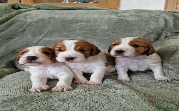 Welsh Springer Spaniel dogs - Advert 1